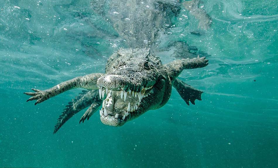 卡斯蒂洛当时正在古巴女王花园海洋公园中潜水,不想遇到这条鳄鱼