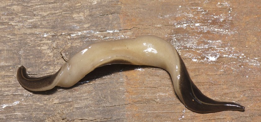 �¼����Ǳ��Ե�������ţƷ�ֵĶ����Թ���������в