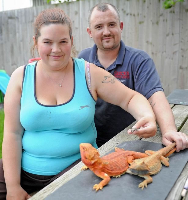 埃文斯(右)与妻子将双头蜥放于独立箱中饲养