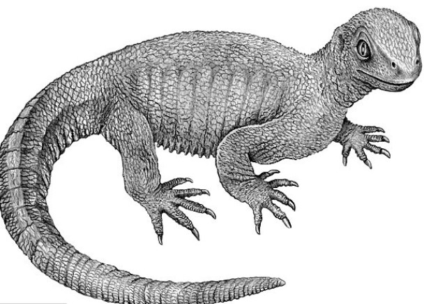 “龟仙人”不但拥有长尾,背上亦无壳。