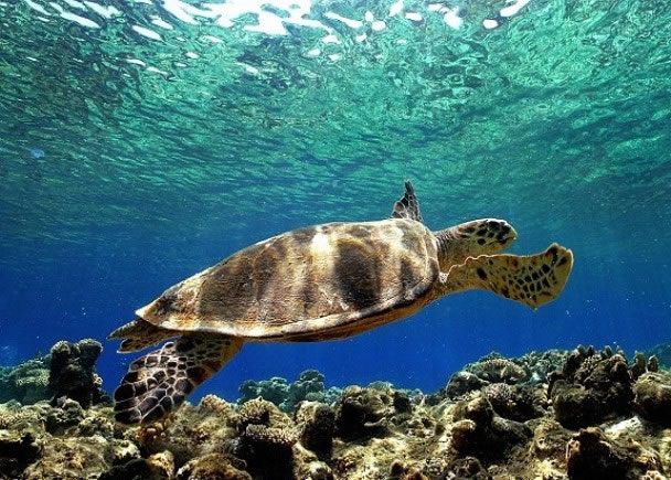 现时乌龟背上的壳,或是为了控制水中的浮力及保护作用进化而成。