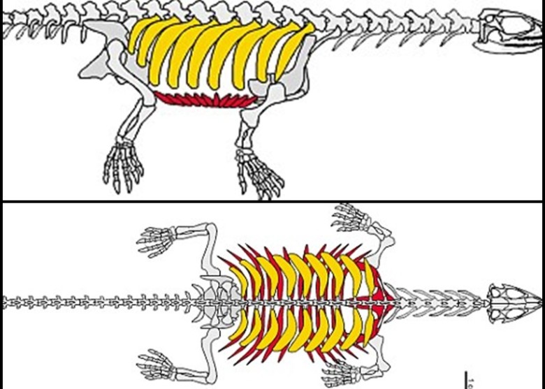 科学家发现“龟仙人”的腹部有如墙状的硬骨。