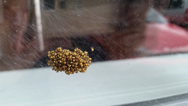 英国近日出现大量十字园蛛