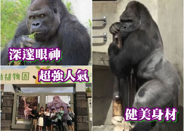 日本名古屋“靓仔”大猩猩沙巴尼(Shabani)风靡万千女性