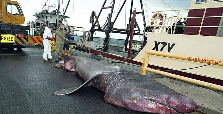 澳洲捕获罕见巨大象鲛(姥鲨)