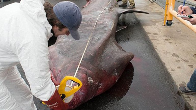 澳洲捕获罕见巨大象鲛(姥鲨)