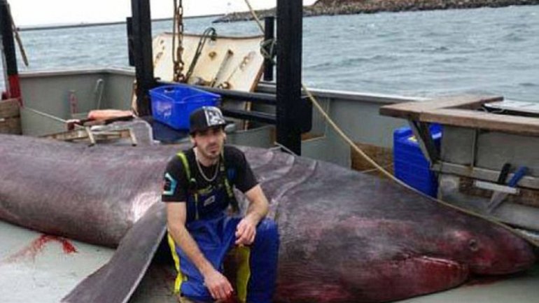 澳洲捕获罕见巨大象鲛(姥鲨)