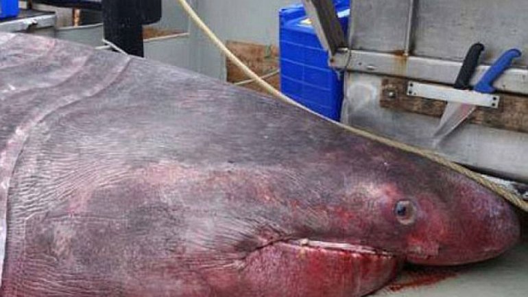 澳洲捕获罕见巨大象鲛(姥鲨)