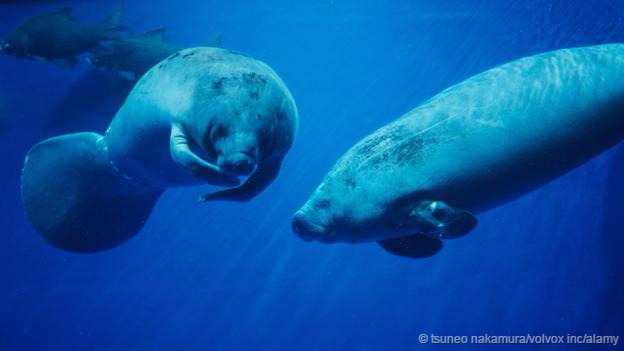 大海牛属于海牛目,如今这个分类中只存在4个物种,分属海牛科和儒艮科。儒艮科的唯一物种儒艮主要分布于东南亚,体长约3米,重量约400千克。海牛科有3个物种,分别是