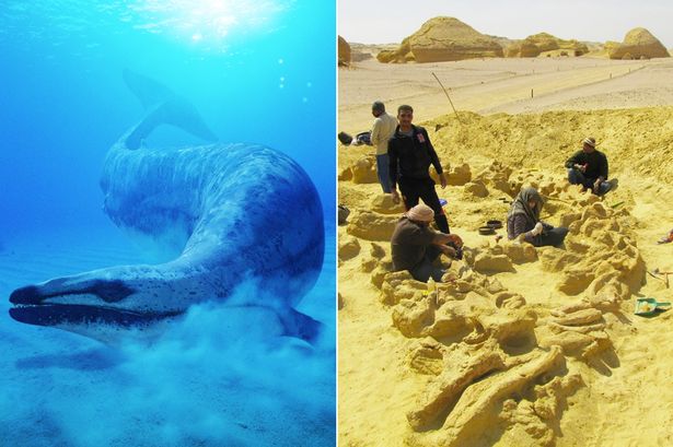 4千万年前龙王鲸吞下小鲸鱼 随后遭到鲨鱼袭击