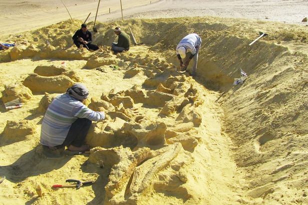 4千万年前龙王鲸吞下小鲸鱼 随后遭到鲨鱼袭击