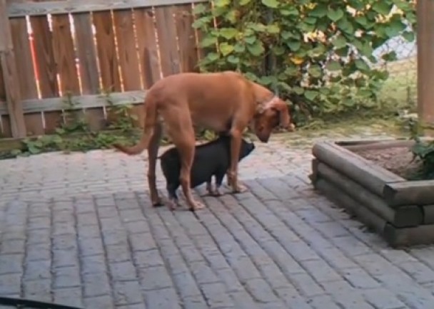 С�����㵽С�����£�С������ؿ�������