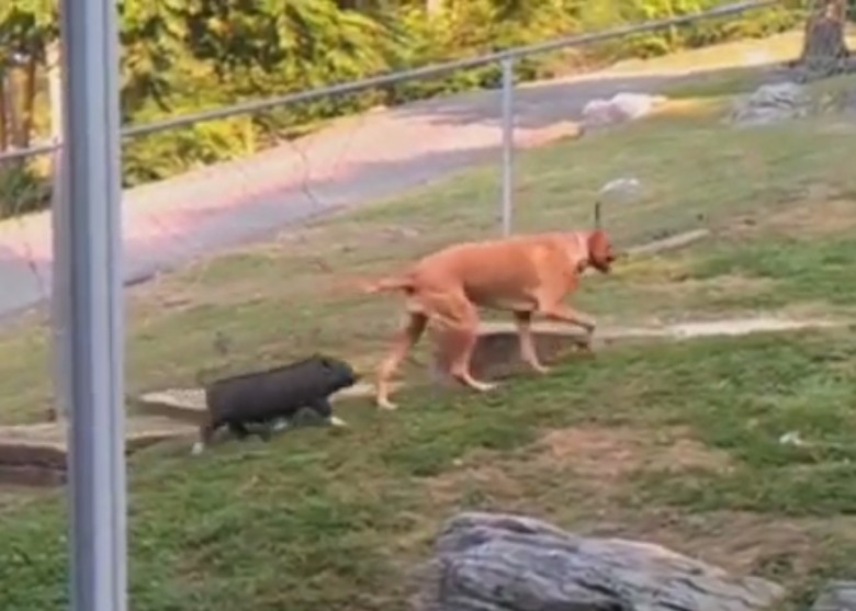 С��һ����˦��С������