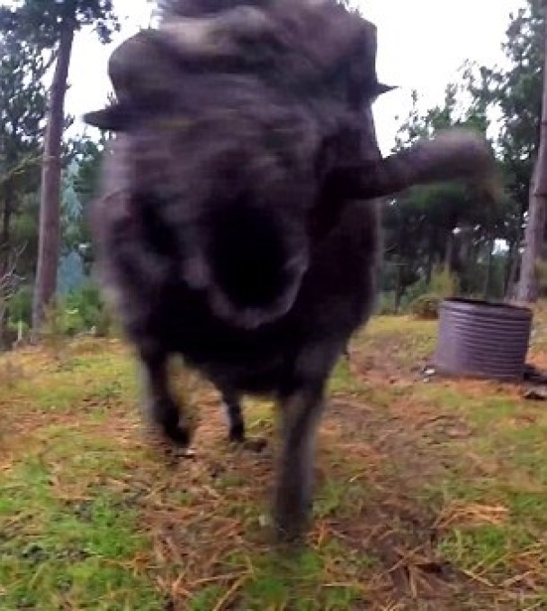 ������ͷ��ײ�����˻�