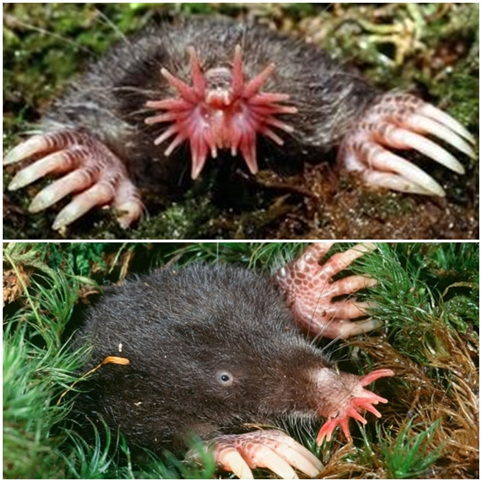 网民初时以为该只星头鬼笔菌是星鼻鼹(图)的尸体