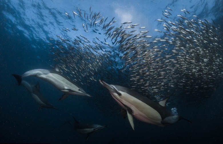 �����Ⱥ����