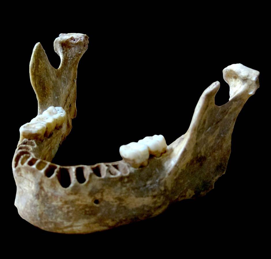 这块颔骨来自一个生活在4万年前的现代人。它具有一些尼安德特人的特征,而DNA研究也证实这个人有一个尼安德特祖先,他们之间只隔了三代。 Photograph by