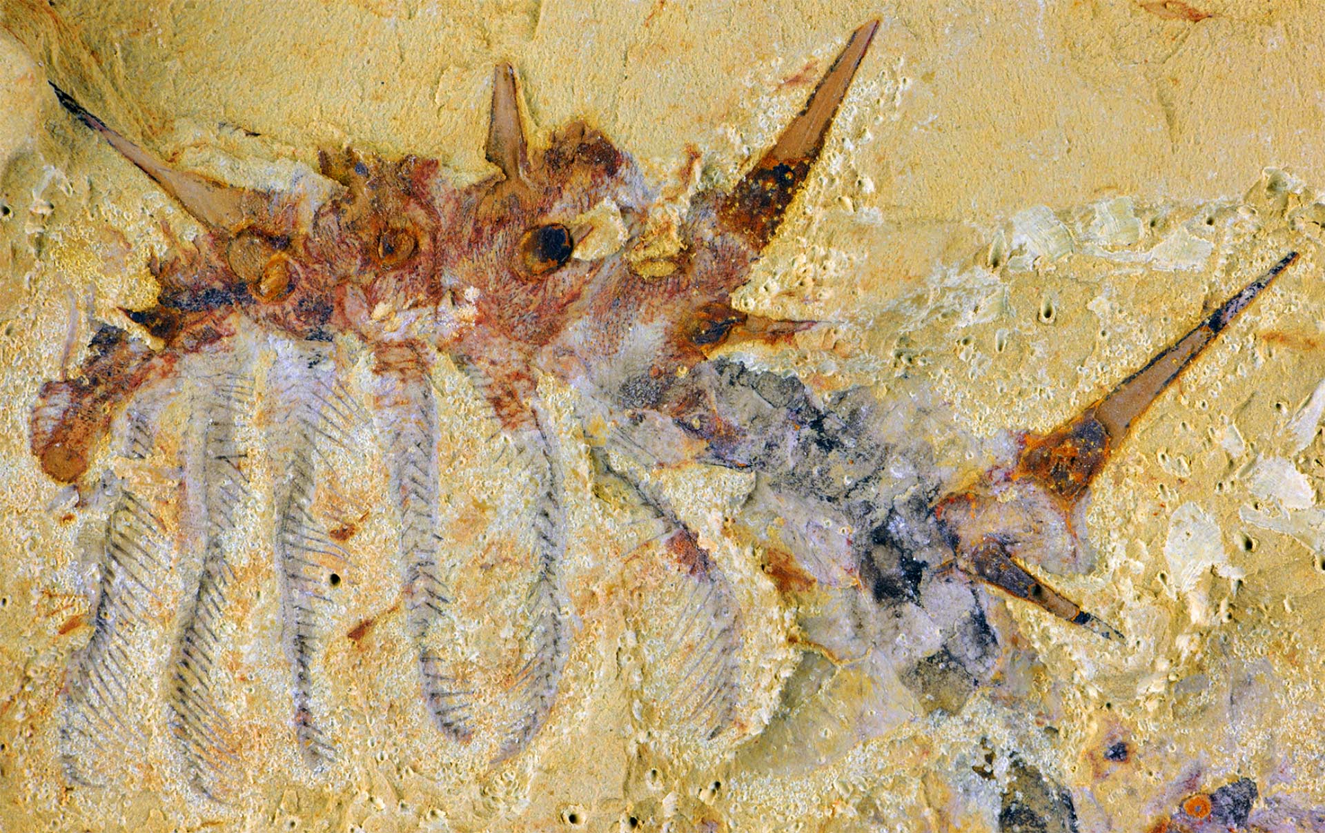 Collinsium ciliosumʯ