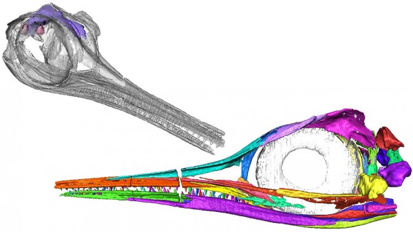 �о���Ա��Hauffiopteryx����ͷ�ǽ�����ά�����ؽ� ��������Ĵ��ԡ���Ӱ��