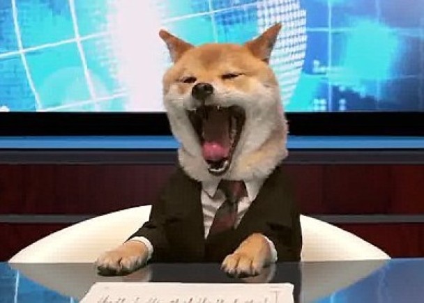 犬山柴男张大嘴巴打呵欠