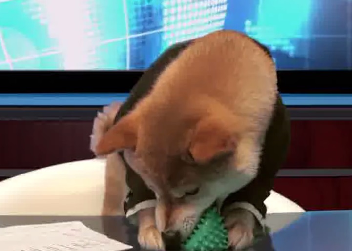 犬山柴男直播时玩玩具,非常不专业。