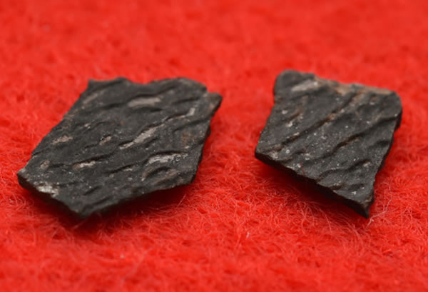 日本兵库县发现恐龙蛋新品种