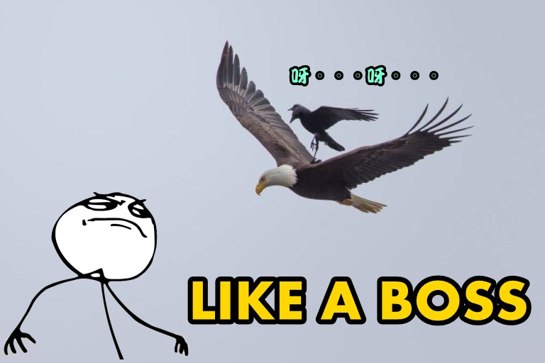 С��ѻ�½���ͷӥ������չ�����С��緶��