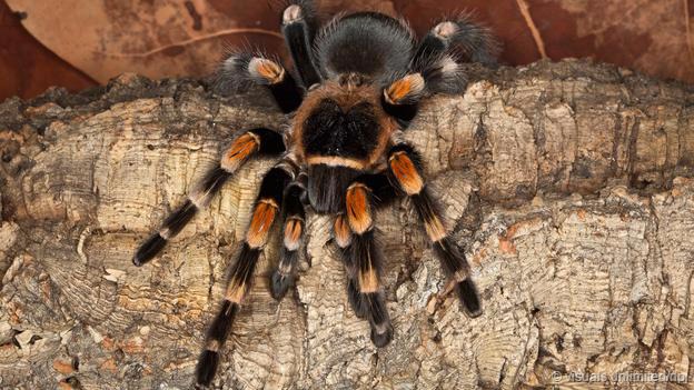 一只墨西哥红膝鸟蛛