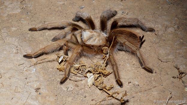 墨西哥金背(学名:Aphonopelma chalcodes)