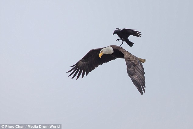 http://www.dailymail.co.uk/news/article-3144167/Crow-takes-brief-rest-bald-eagle