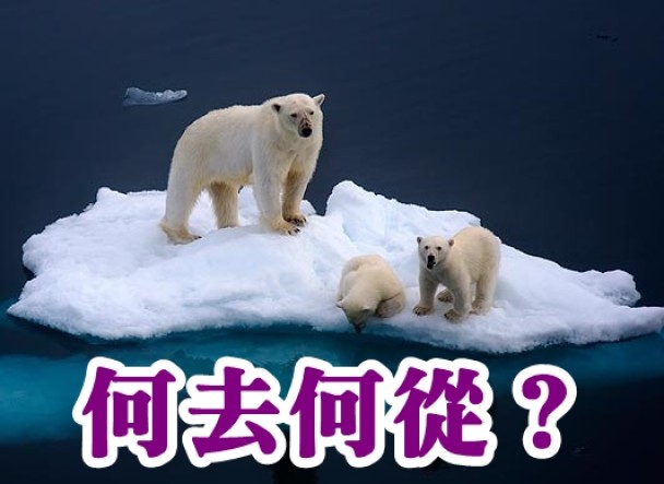 北极熊利用浮冰,作为生活平台。