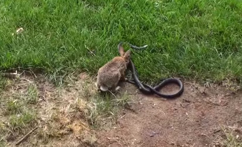 棉尾兔妈妈为保护宝宝攻击黑游蛇 - 神秘的地球