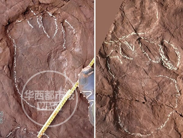 四川古蔺县发现新形态恐龙足迹——蜀南刘建足迹