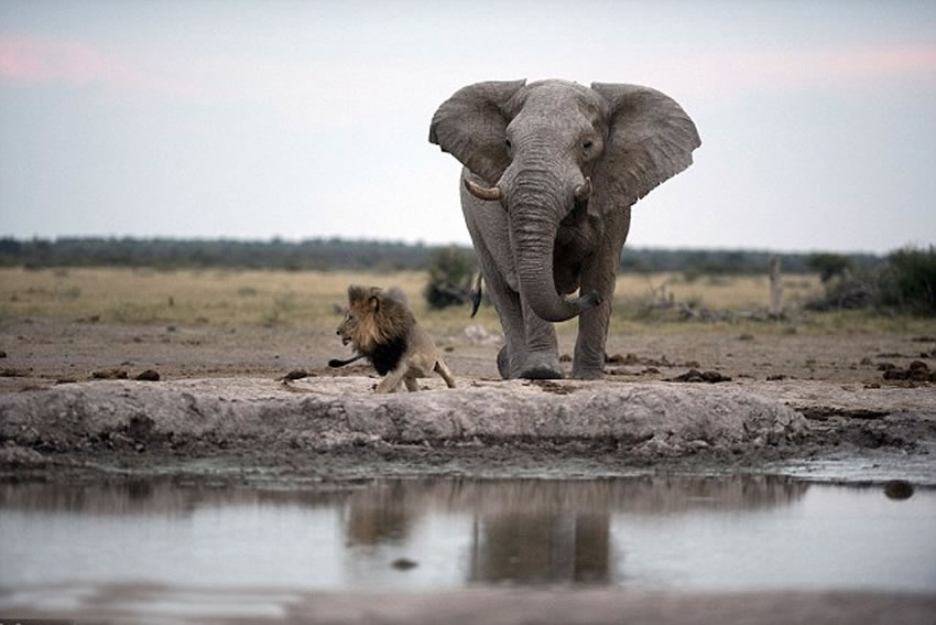 ��ʨ����ͷ���Ǵ���ŵװ壬������֮�󼪡�