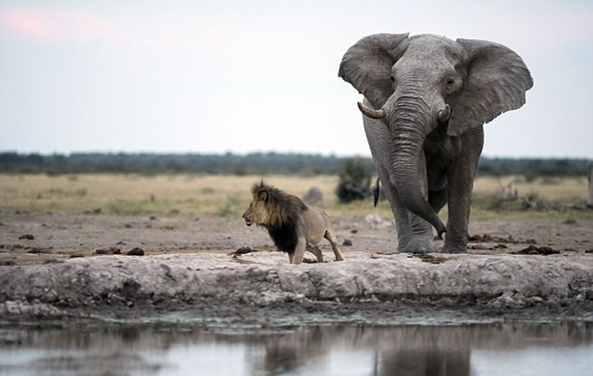 ��ʨ��Ȼ�����Ǳ����������ô����һ������