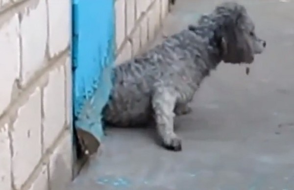 在经过一番努力后,灰狗终于脱困成功了。