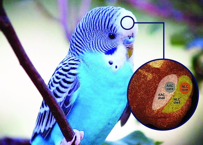研究指鹦鹉的脑部结构跟其他鸟类大不相同,令它们学习和模仿声音的能力大大提高。