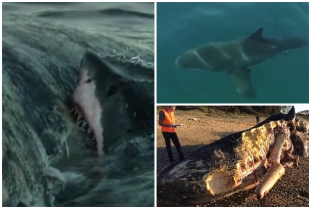 ������ſ�Ѫ���ڷ�����ɾ�ʬ