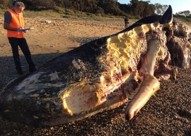 Ĩ�㾨����򦱻ҧ�����ǣ�״�����ˡ�