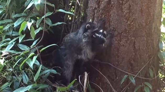 小浣熊学爬树:北美哺乳类动物的重要技巧