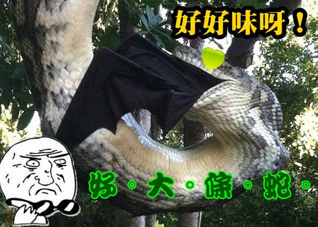 蟒蛇张开血盘大口,把大蝙蝠吞下。