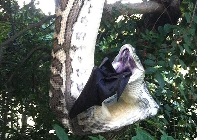 虽然蟒蛇吞得有点辛苦,但它最终仍在30分钟后完餐。