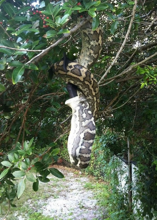 当时斯特乌灵及蒂尔看见这个场面时,也感到十分震撼。