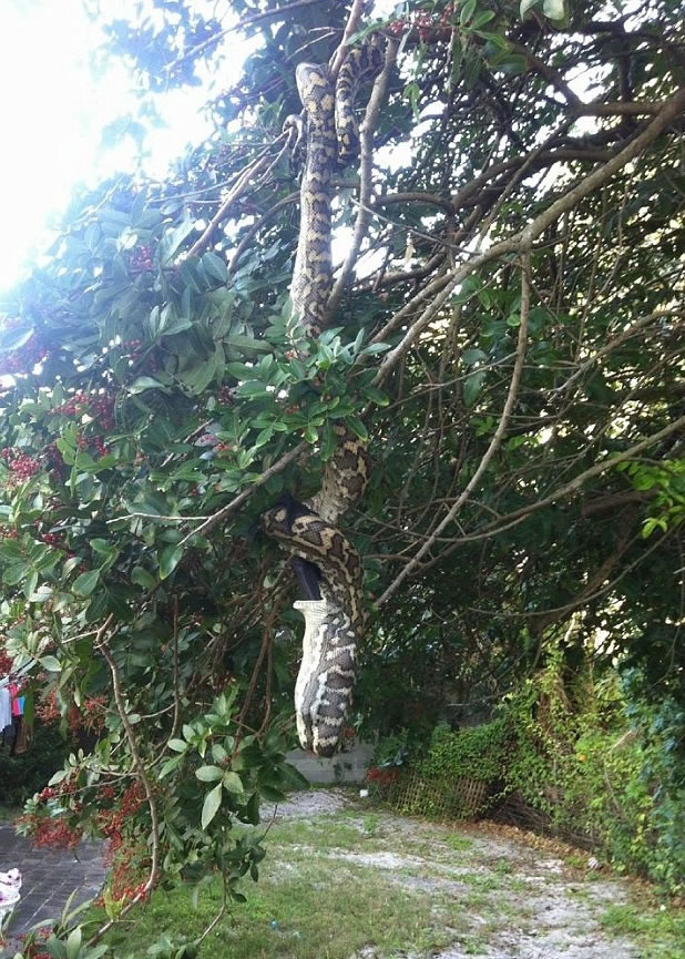 蟒蛇全长相信超过3米