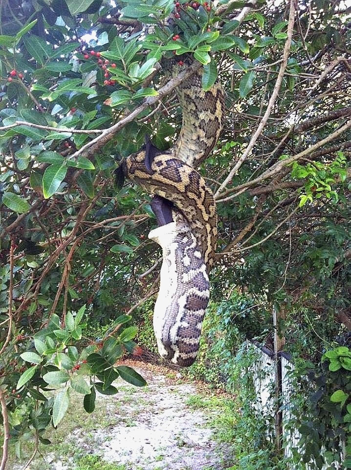 3米巨蟒大快朵颐“鲸吞”巨型蝙蝠