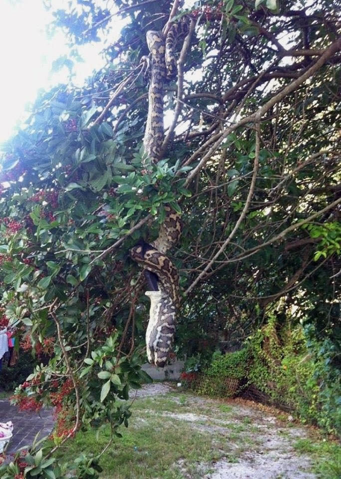 3米巨蟒大快朵颐“鲸吞”巨型蝙蝠