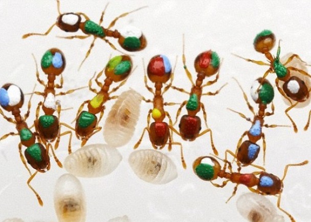 ��ѧ���о��Ƿ��������϶�����������