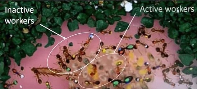 �������ϲ��Ṥ��