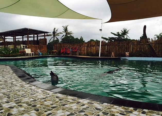 度假村在狭小泳池内养海豚