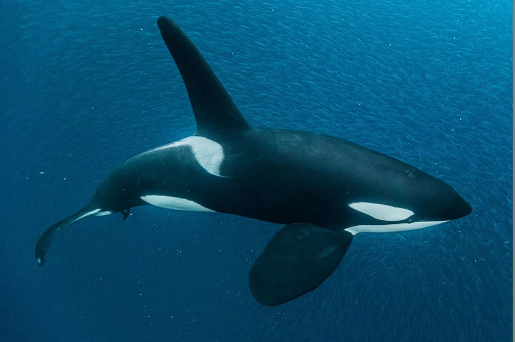 ��ֻ�����ۻ����ڰ�˹Ͽ���Э������һȺ���㡣�߸ߵı������ۻ�����ƻ����Ĳ�֮ͬ��������Ⱥ�е�ĳЩ��Ա���������һ��������������ʳ�� Photograph b